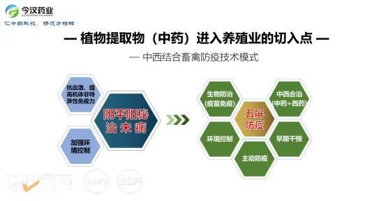 今漢藥業(yè)周響艷 炎癥控制是健康養(yǎng)殖的中心環(huán)節(jié)